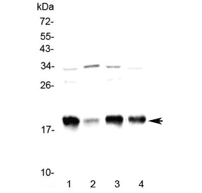 Polyclonal Rabbit anti-Mouse GAL / Galanin Antibody (WB)