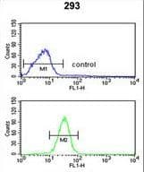 Polyclonal Rabbit anti-Human GCLM Antibody (aa246-274, IHC, IF, WB)