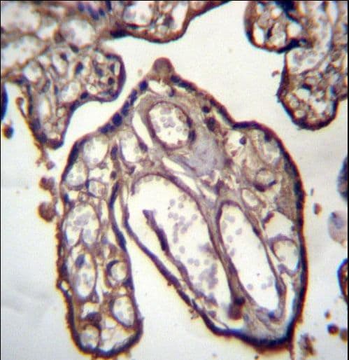ARFIP1 Antibody (aa147-176)