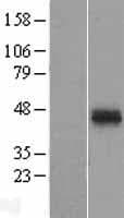 AMOG / ATP1B2 Protein (Over-Expression Lysate Myc-DDK (Flag))