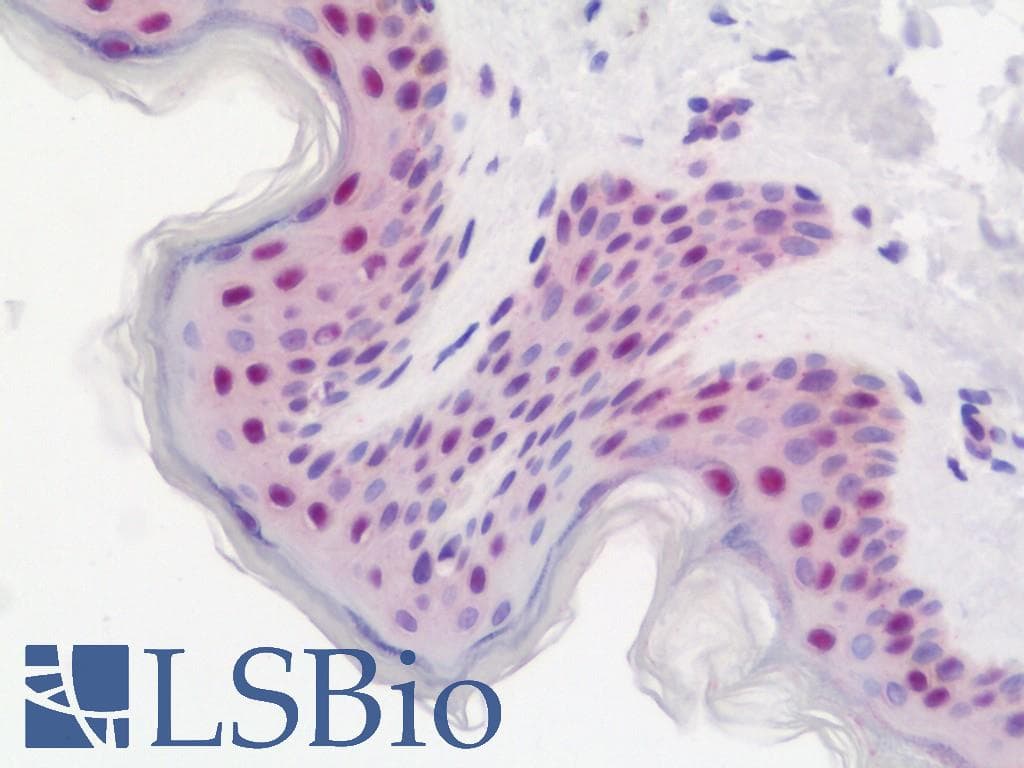 IHC-plus™ DDX39 Antibody (aa53-425)