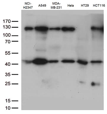 Monoclonal Mouse anti-Human PDCD2L Antibody (clone OTI4F3, Carrier-free, WB)