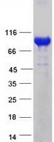 Human FCHSD1 Protein (Recombinant Myc-DDK (Flag))