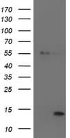 LECT2 Antibody (aa19-151, clone OTI2A11, Carrier-free)