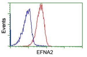 EFNA2 / Ephrin A2 Antibody (clone OTI3E3)