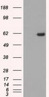 STK39 / SPAK Antibody (clone OTI4E3)