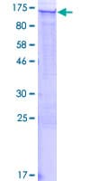 Human FAM129A / NIBAN Protein (Recombinant GST)