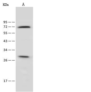 Polyclonal Rabbit anti-Human FSP27 / CIDEC Antibody (Preservative Free, IF, WB)