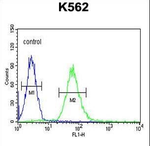 Polyclonal Rabbit anti-Human ADCY10 / Adenylate Cyclase 10 Antibody (aa557-583, WB)