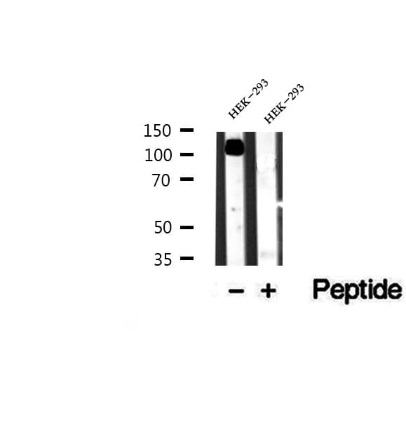 AP2A1 / AP2-Alpha Antibody