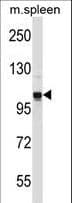 GASP2 / GPRASP2 Antibody (aa234-263)