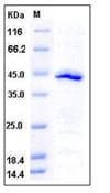 Human IDO1 / IDO Protein (Recombinant His,N-terminus)