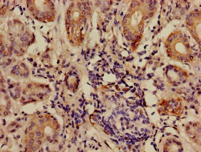 ANGPTL7 / CDT6 Antibody (aa27-296)