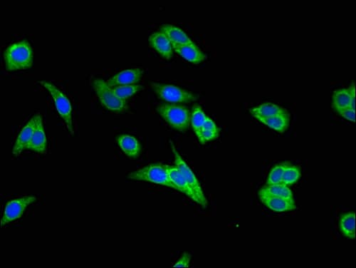 MAP2K2 / MKK2 / MEK2 Antibody