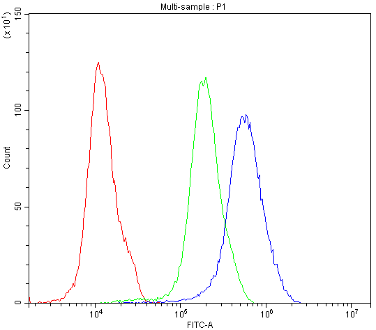 SATB1 Antibody