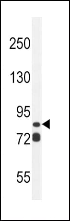 ASAP3 Antibody (aa26-54)