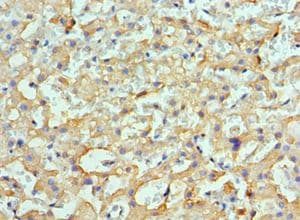 HSPH1 / HSP105 Antibody (aa659-858)