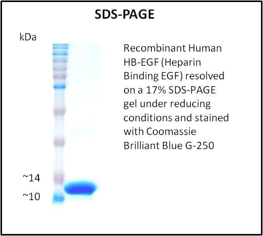 Human HBEGF / HB EGF Protein (Recombinant)