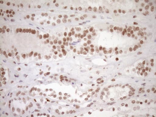 NR1H3 / LXR Alpha Antibody (aa69-329, clone OTI1A5)