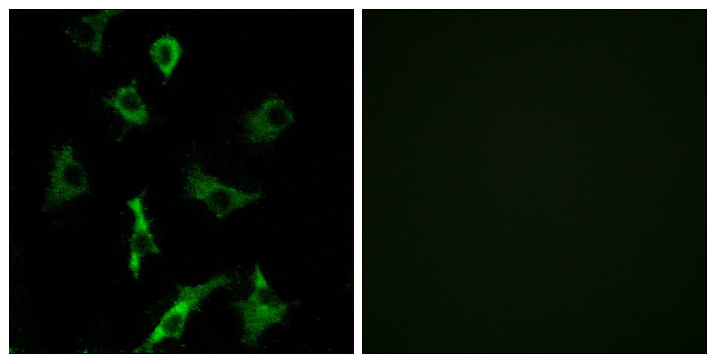 Polyclonal Rabbit anti-Human OR5B3 Antibody (aa157-206, IF)