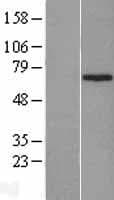 ZNF169 Protein (Over-Expression Lysate Myc-DDK (Flag))