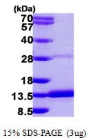 Human DYNLRB2 Protein (Recombinant His)