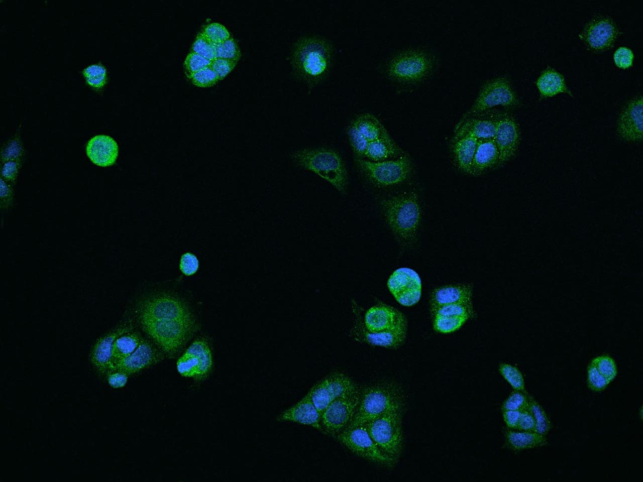 COA5 / C2orf64 Antibody