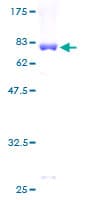 Human MAPK12 / ERK6 / SAPK3 Protein (Recombinant GST)