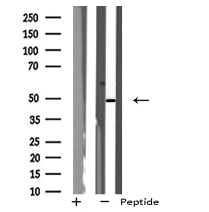 NPY1R Antibody (aa231-258)