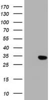 KLK8 / Kallikrein 8 Antibody (clone OTI2A11)