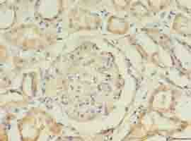 KATII / AADAT Antibody