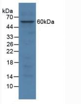 SGSH Antibody (aa21-389)