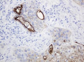 Monoclonal Mouse anti-Human EMA / MUC1 Antibody (clone OTI4A5, IHC, IF, WB)