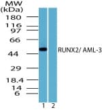 CBFA1 / RUNX2 Antibody (aa250-300)