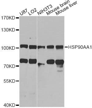 HSP90AA1 / Hsp90 Alpha A1 Antibody