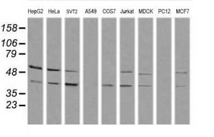 MAPK13 / p38delta Antibody (clone OTI12B12, Carrier-free)