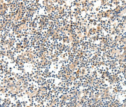 TRAF3 Antibody