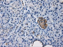 HDAC10 Antibody (clone OTI4D4, Carrier-free)