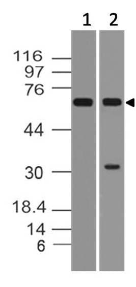 Monoclonal Mouse anti-Human VISA / MAVS Antibody (WB)