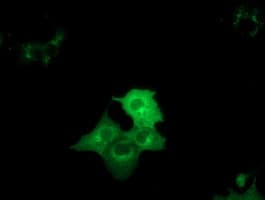 Monoclonal Mouse anti-Human DYNC1LI1 Antibody (clone OTI2E8, IF, WB)