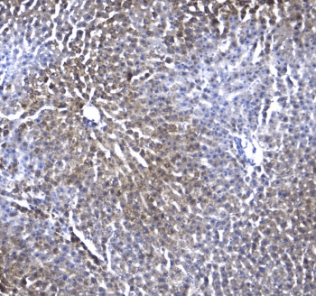 RGN / Regucalcin Antibody