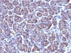 Golgi Body Antibody (clone 371-4, Azide-free, BSA-free)