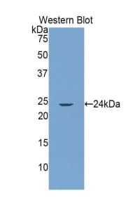 GRIP1 Antibody (aa79-268, HRP)