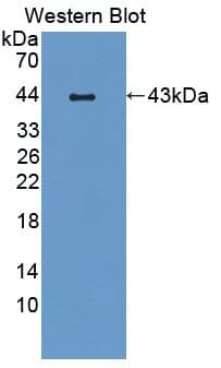 CCL19 / MIP3-Beta Antibody (aa22-107)