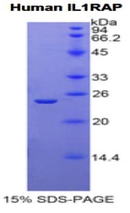 Human IL1RAP Protein (Recombinant His)