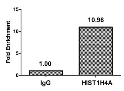 Polyclonal Rabbit anti-Human HIST1H4I Antibody