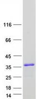 Human BBC3 / PUMA Protein (Recombinant Myc-DDK (Flag))