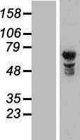 NUPL1 Protein (Over-Expression Lysate Myc-DDK (Flag))