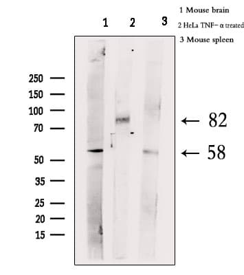 Polyclonal Rabbit anti-Human HSF1 Antibody (phospho-Ser303, IHC, IF, WB)
