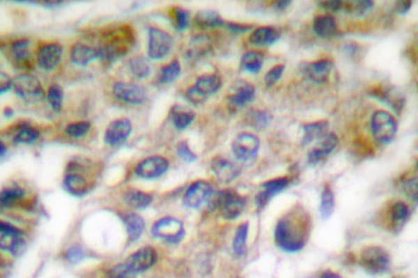 Polyclonal Rabbit anti-Human GZMB / Granzyme B Antibody (Glu20, IHC, WB)